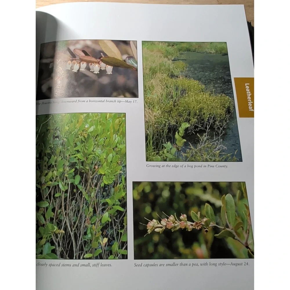 Trees and Shrubs of Minnesota (The Complete Guide to Species Identification) VG